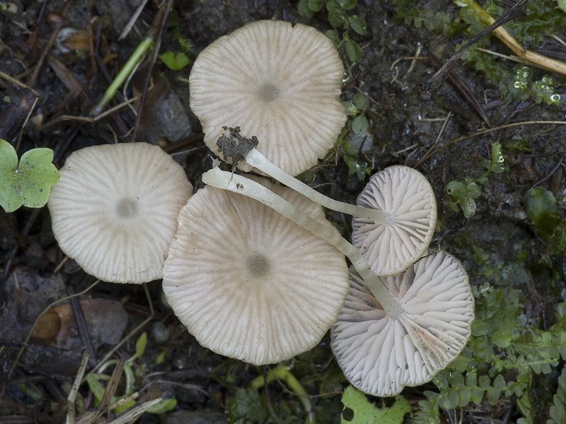 Entoloma politum